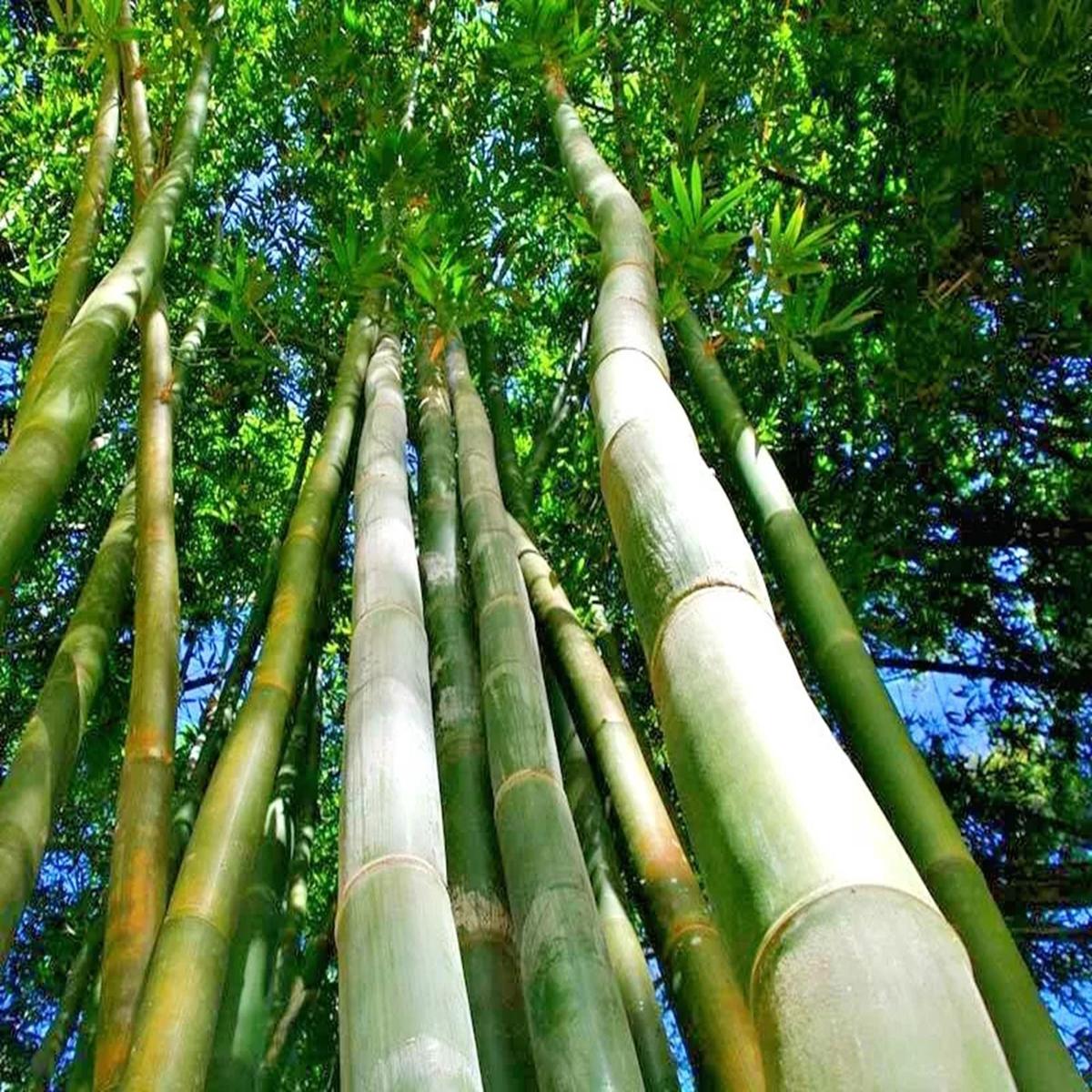 Green River 50 Oldham's Giant Bamboo Seeds - Tall Bamboo Plant Seeds for Privacy Screens & Garden Landscaping  Premium Bamboo Seeds for Planting Outdoors or in Pots  Non-Invasive Fast-Growing Lawn Pla