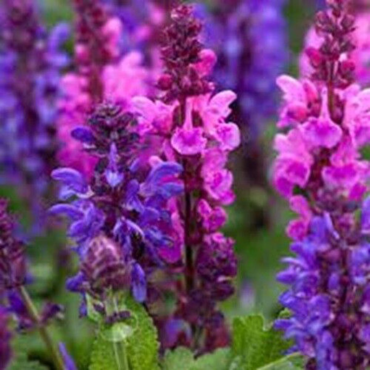 Green River 50 Pink Purple Salvia Seeds - Vibrant Perennial Flower Seeds for Borders & Pollinator Gardens, Drought-Tolerant, Butterfly Magnet, All Seasons, Bag, Partial Sun