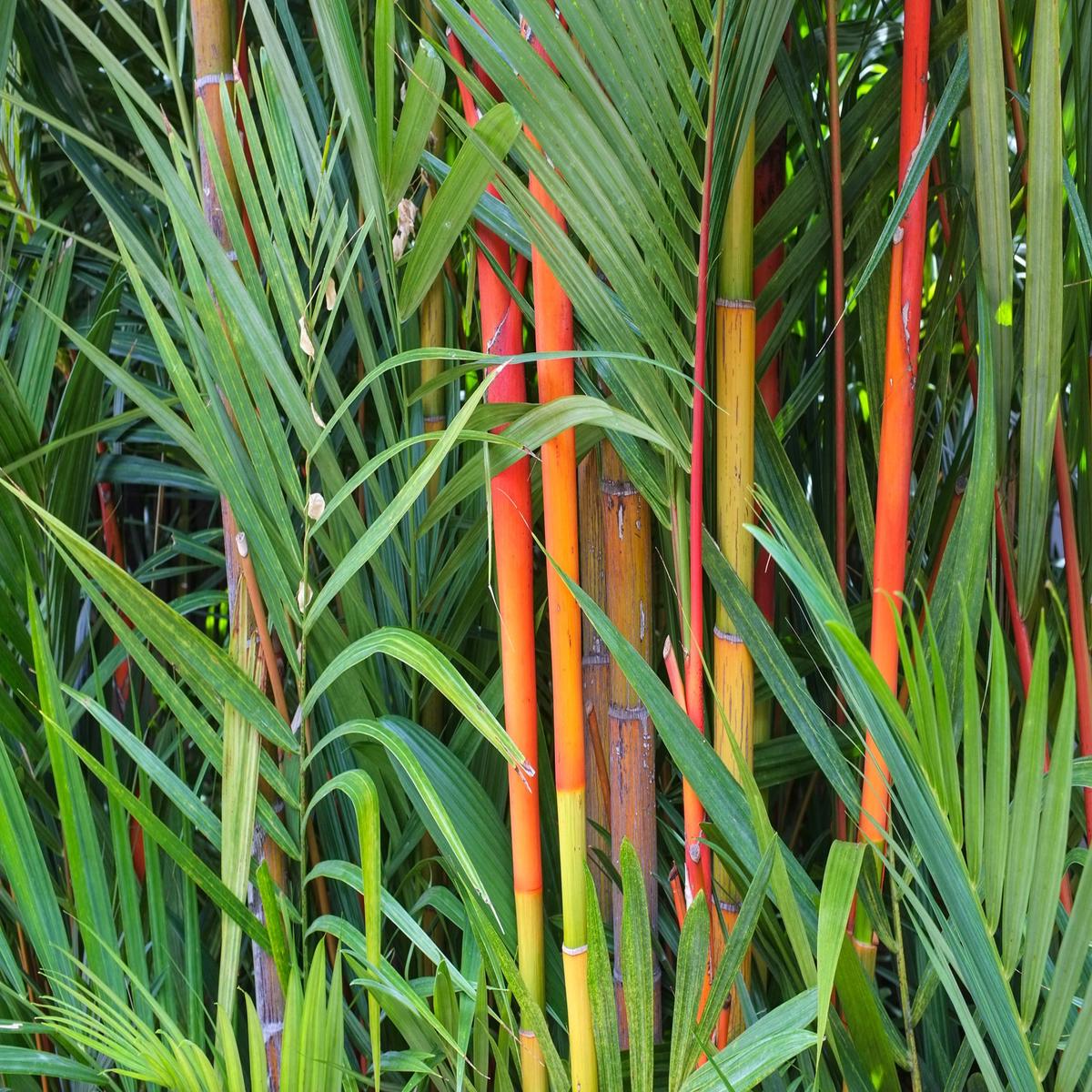 Green River 50 Red Dragon Bamboo Seeds - Tall Bamboo Plant Seeds for Privacy Screens & Garden Landscaping  Premium Bamboo Seeds for Planting Outdoors or in Pots  Non-Invasive F