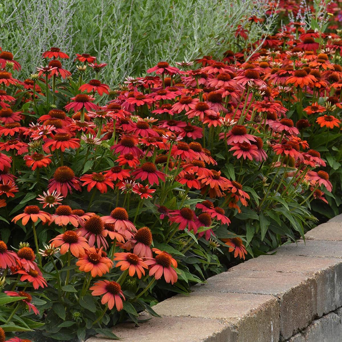Green River 50 Red Ombre Coneflower Seeds - Drought-Tolerant Decor Seeds for Pollinator Gardens, Perennial Blooms, Ideal for Summer Conditions
