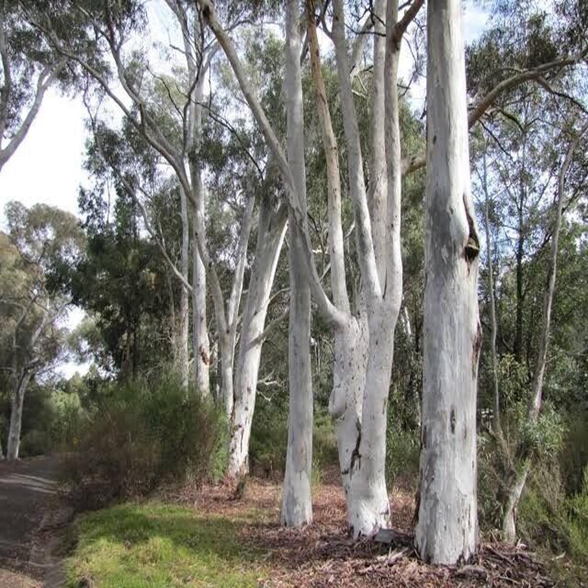 Green River 50 Red Spotted Eucalyptus Seeds  Premium Fragrant Seeds for Gardening, Bouquets & Wreaths  Fast-Growing, Drought-Tolerant Ornamental Plant  Ideal for Flower Beds, Containers & Cottage Gard
