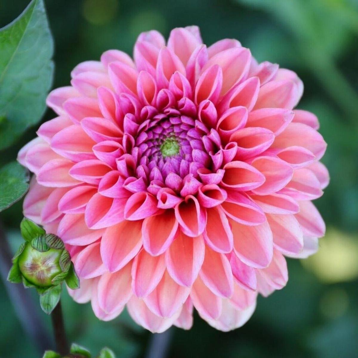 Green River Daisy Duke Dahlia Perennial Flowers Seeds  25 Premium Dahlia Flower Seeds for Bouquets, Borders & Pots  Vibrant Summer Blooms with green Foliage  Full Sun Cottage Garden & Pollinator-Frien