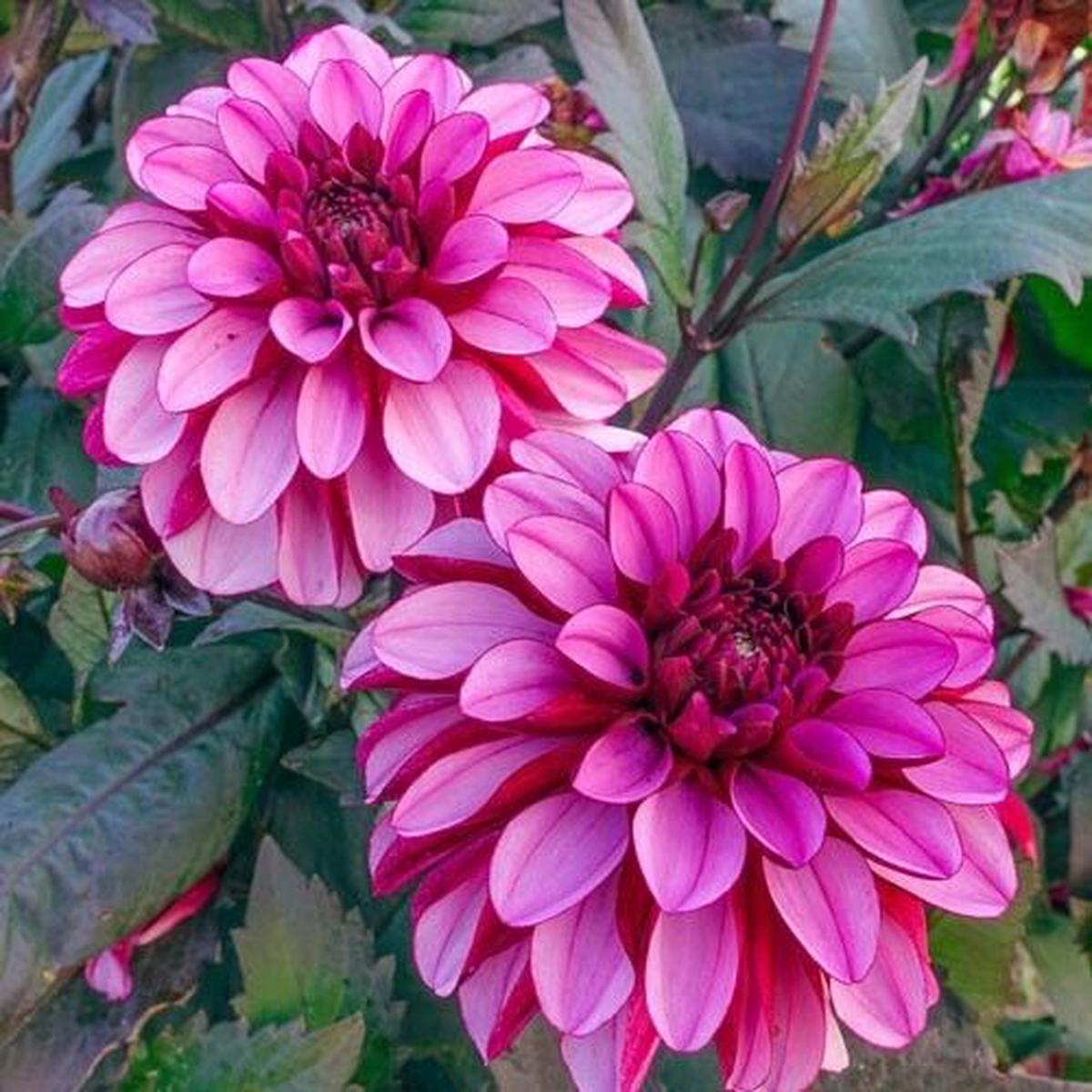 Green River Melissa Ann Dahlia Perennial Flowers Seeds  25 Premium Dahlia Flower Seeds for Bouquets, Borders & Pots  Vibrant Summer Blooms with green Foliage  Full Sun Cottage Garden & Pollinator-Frie