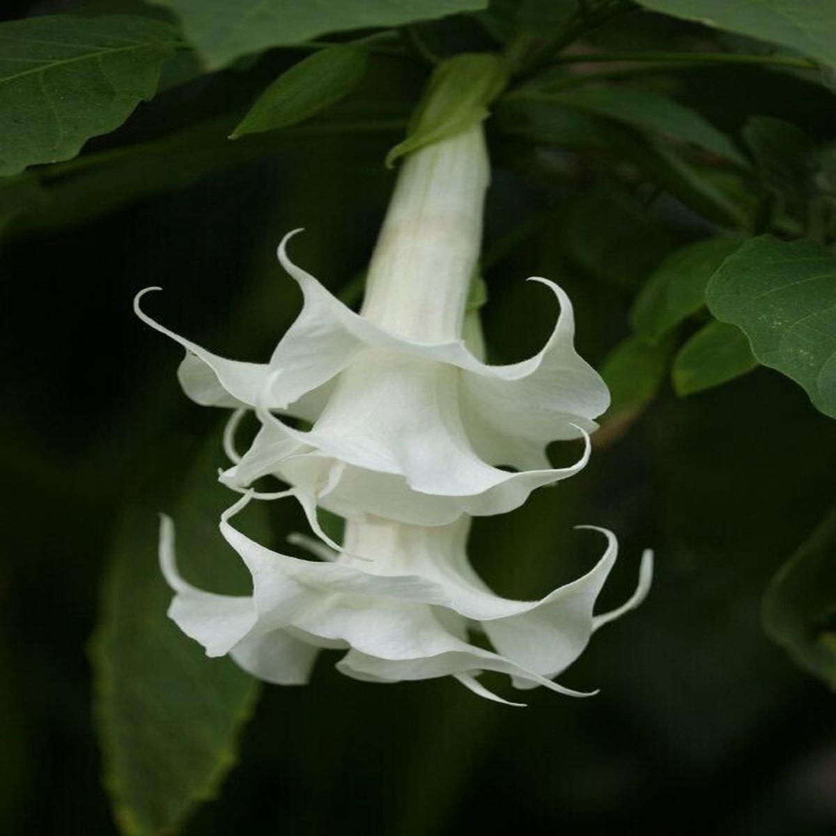 Green River Seeds 10 Triple White Angel Trumpet Seeds - Premium Brugmansia Flowers for Pots Patios & Cottage Gardens - Fast Growing Exotic Scented Blooms for Full Sun Zones