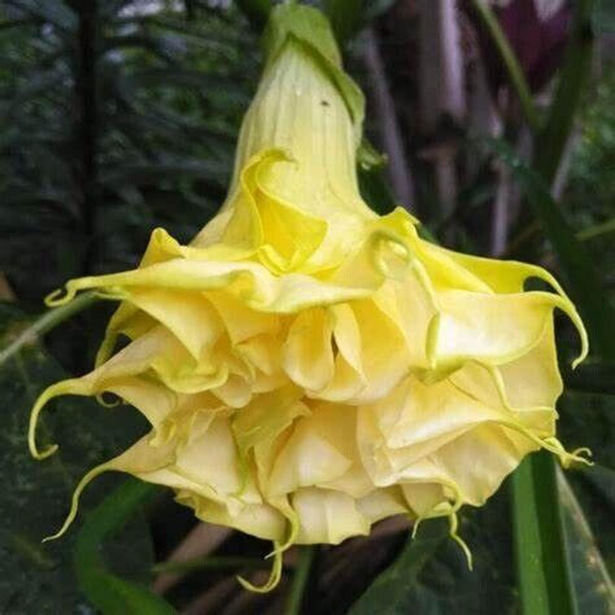 Green River Seeds 10 Triple Yellow Angel Trumpet Seeds - Premium Brugmansia Flowers for Pots Patios & Cottage Gardens - Fast Growing Exotic Scented Blooms for Full Sun Zones