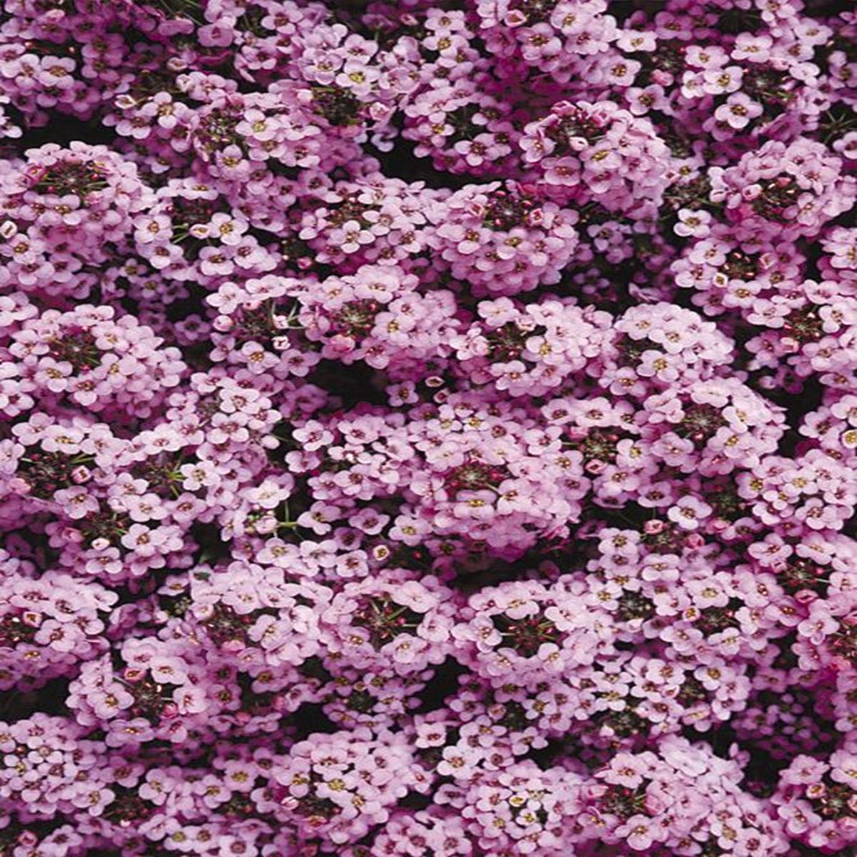 Green River Seeds 25 Sweet Alyssum Orchid Seeds - Tiny Colorful Flowers for Spring and Fall Gardening, Ideal for Hanging Baskets and Pathways