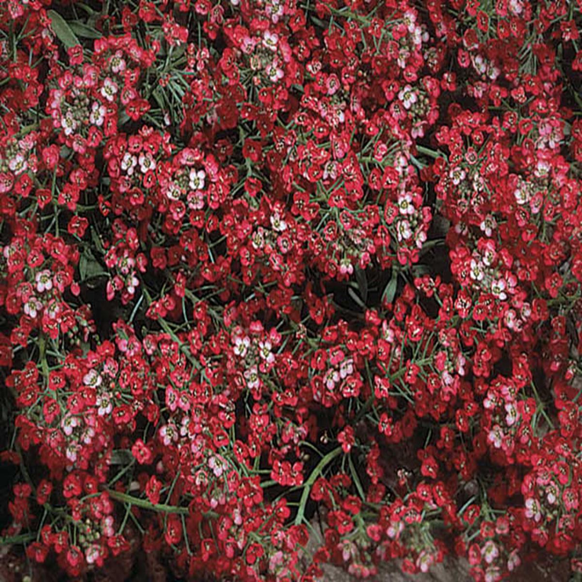 Green River Seeds 25 Sweet Alyssum Rosy Red Seeds - Tiny Colorful Flowers for Spring and Fall Gardening, Ideal for Hanging Baskets and Pathways