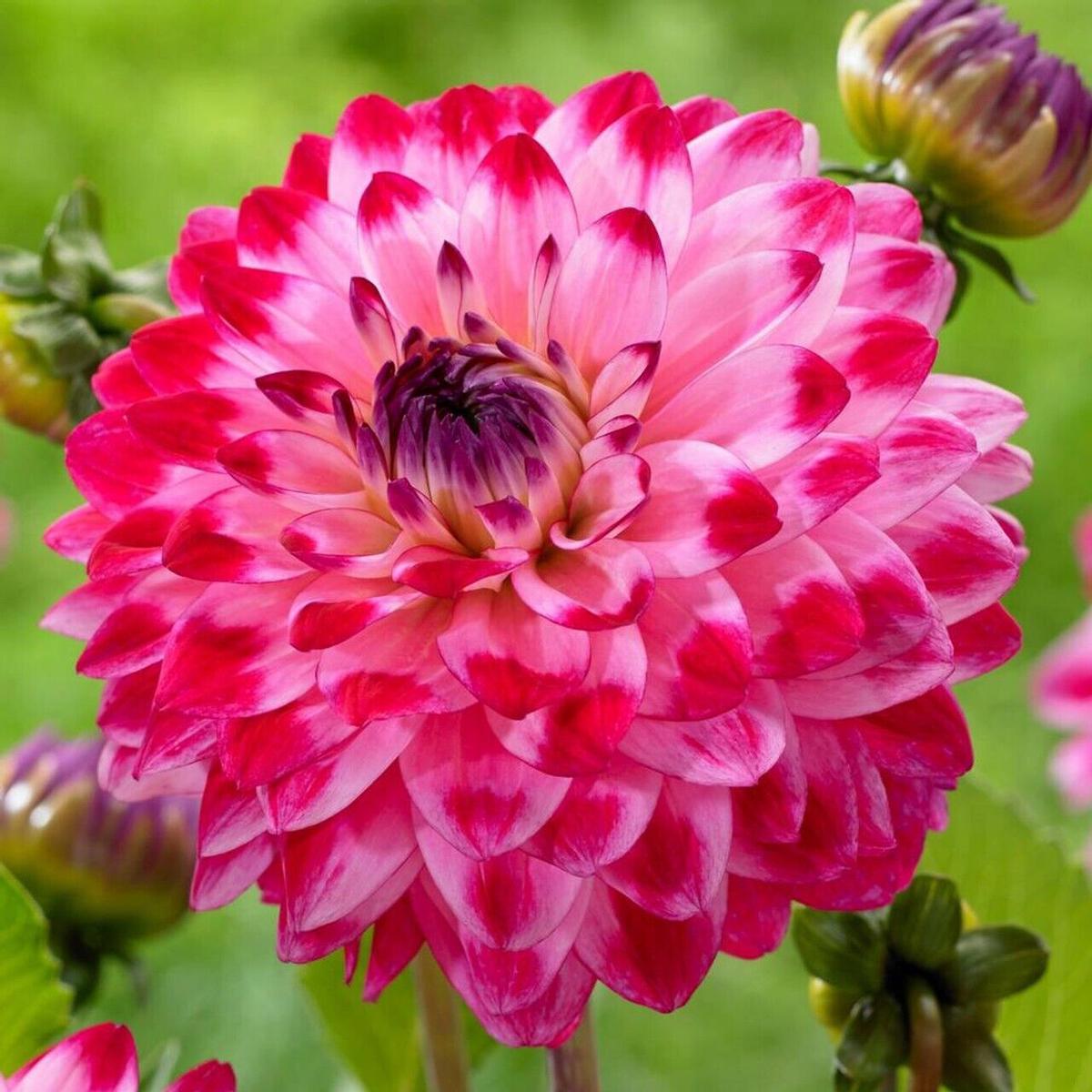 Green River Seniors Dream Dahlia Perennial Flowers Seeds  25 Premium Dahlia Flower Seeds for Bouquets, Borders & Pots  Vibrant Summer Blooms with green Foliage  Full Sun Cottage Garden & Pollinator-Fr