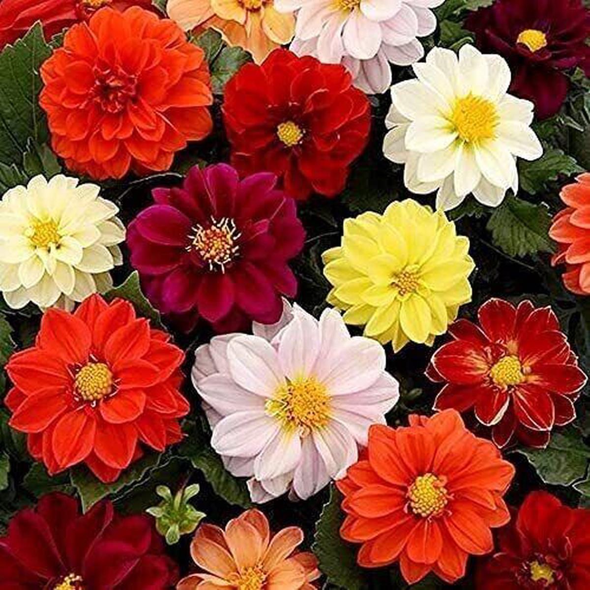 Green River Unwins Bedding Dahlia Perennial Flowers Seeds  25 Premium Dahlia Flower Seeds for Bouquets, Borders & Pots  Vibrant Summer Blooms with green Foliage  Full Sun Cott