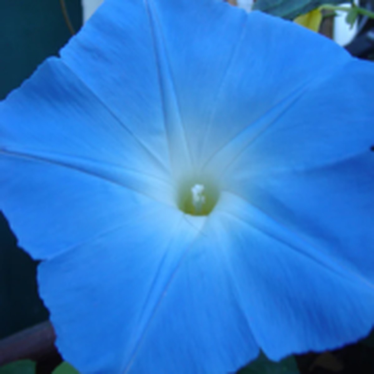 Heavenly Blue Morning Glory West Coast Seeds