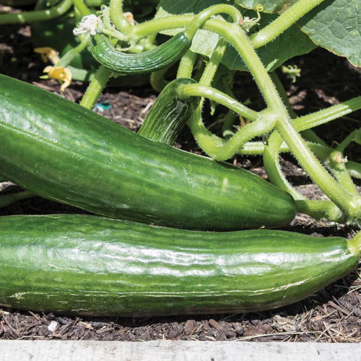 Ishtar F1 Cucumber West Coast Seeds