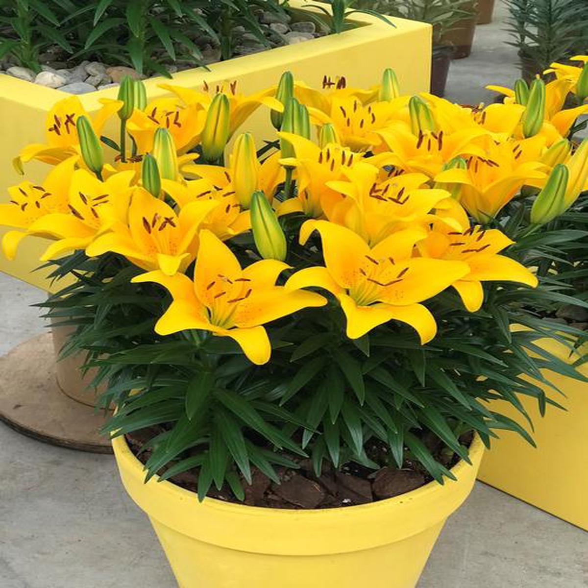 Lily - Patio Asiatic - Tiny Bee