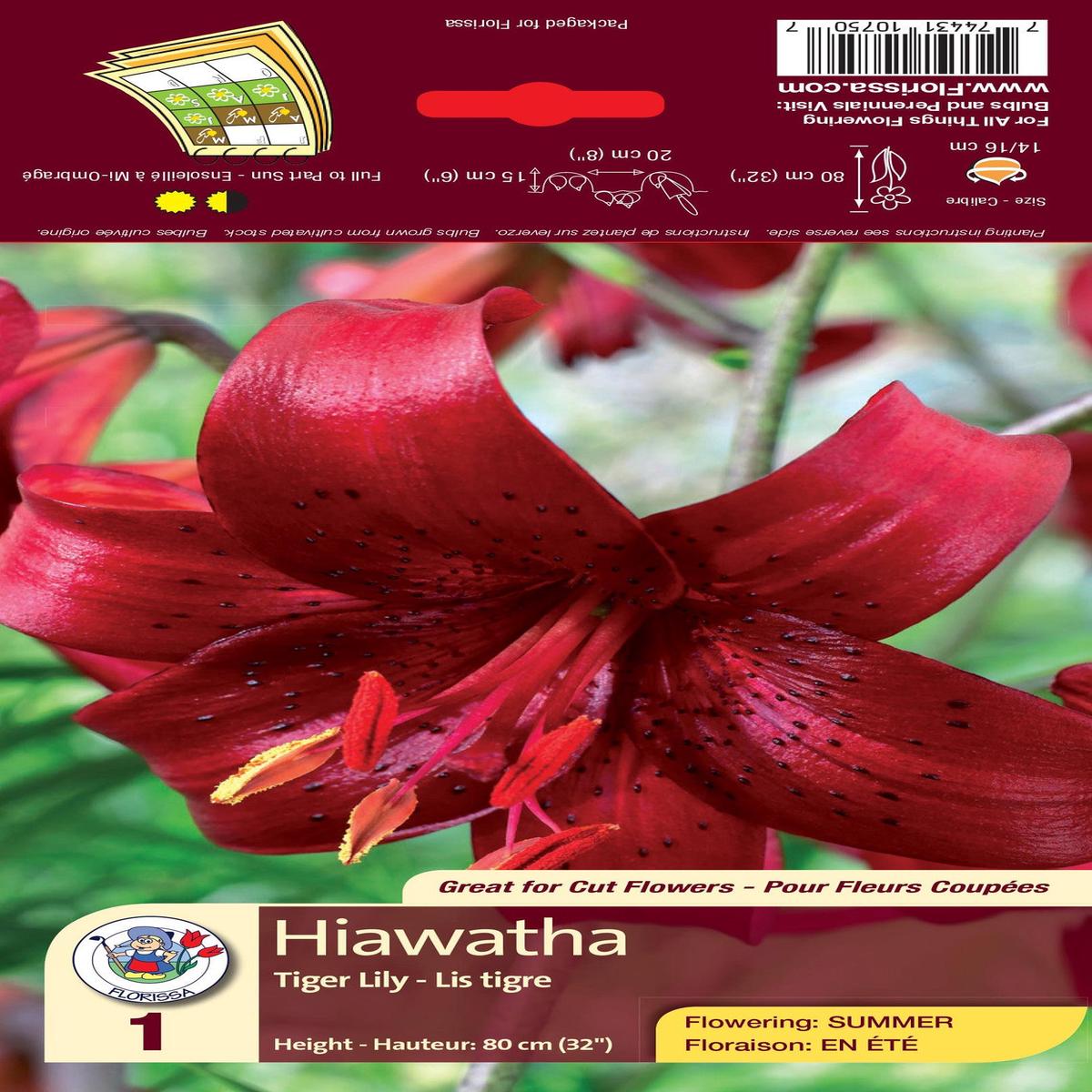 Lily - Tiger - Hiawatha