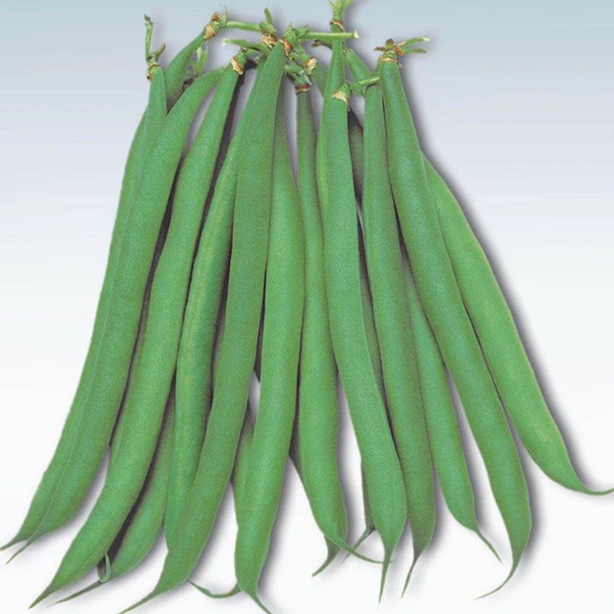 Masai Bush Bean West Coast Seeds