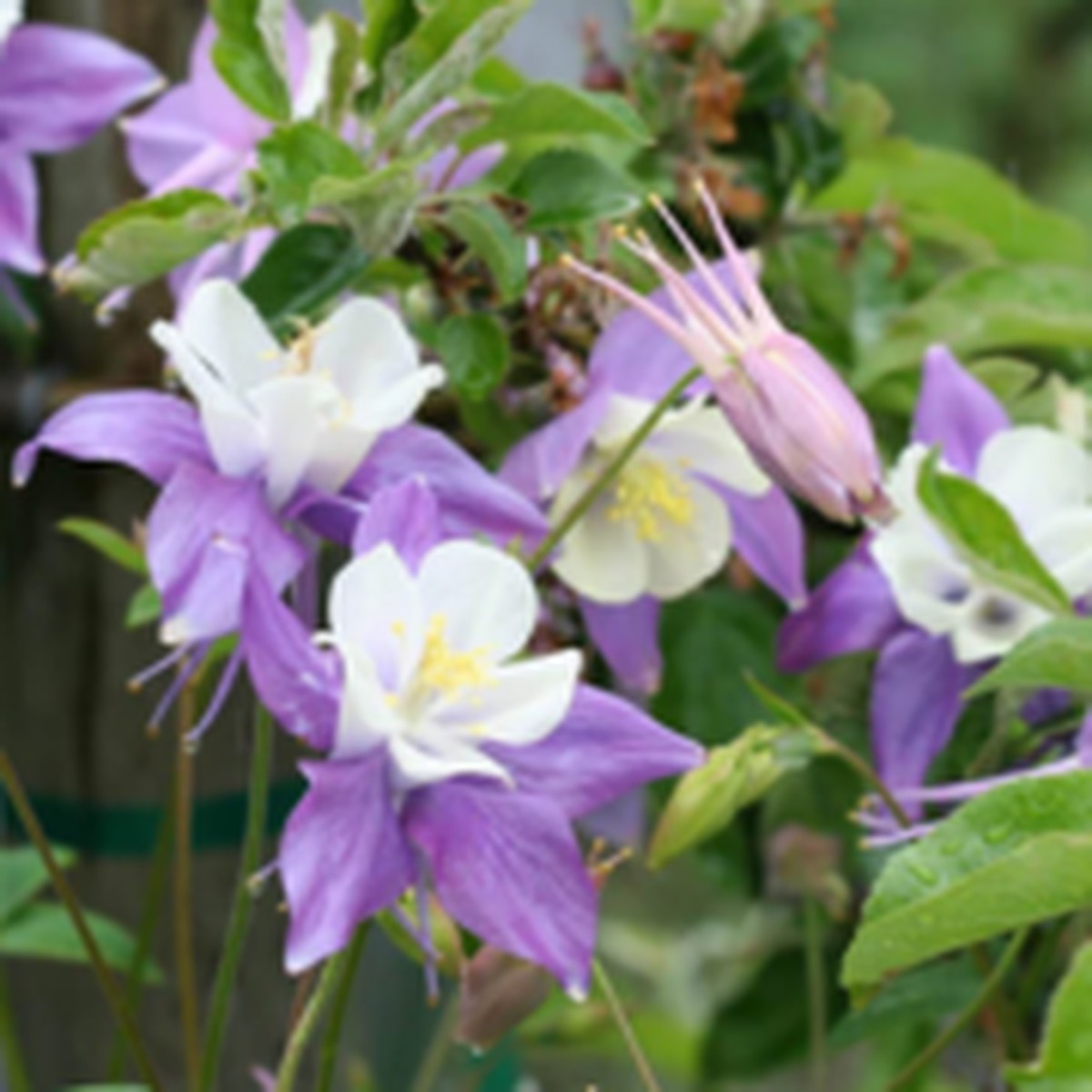 Mckana's Giant Mix Columbine West Coast Seeds