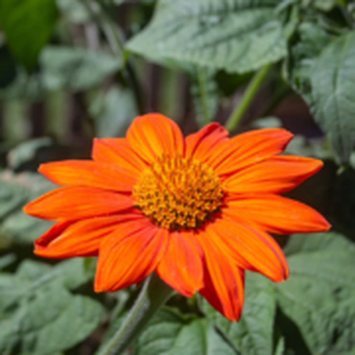 Mexican Torch Tithonia West Coast Seeds