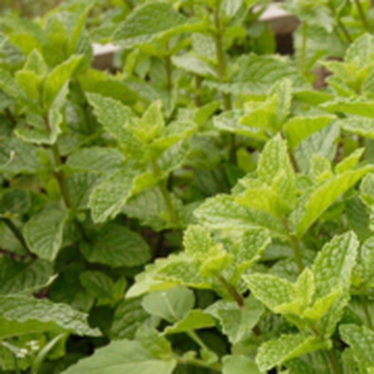 Peppermint West Coast Seeds