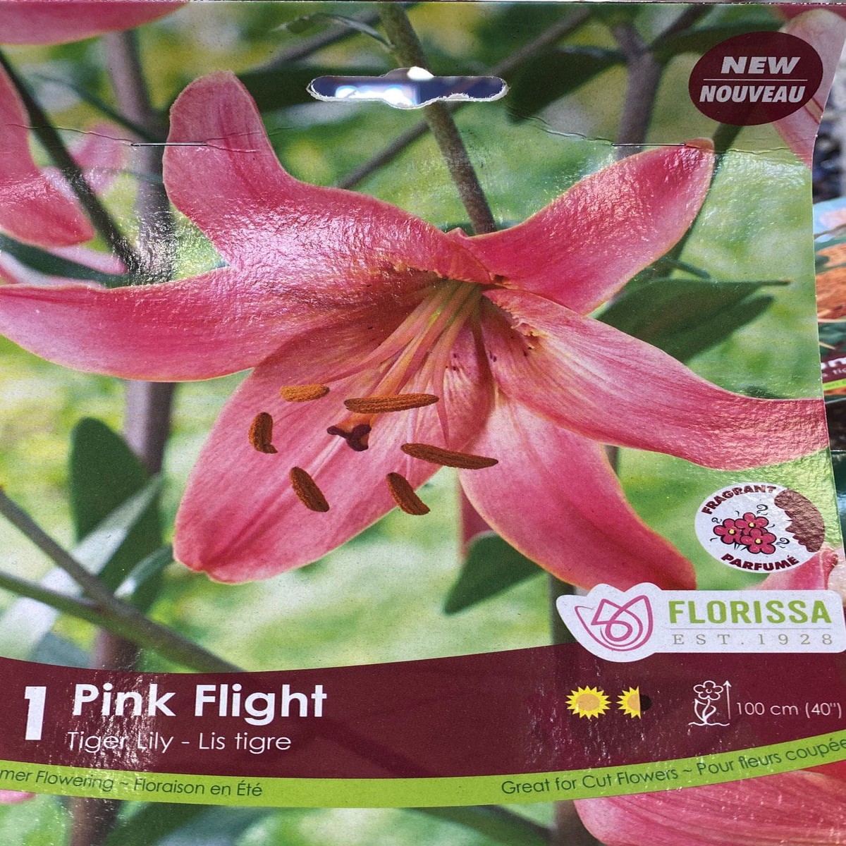 Spring Bulbs -Pink Flight Tiger Lily-Florissa