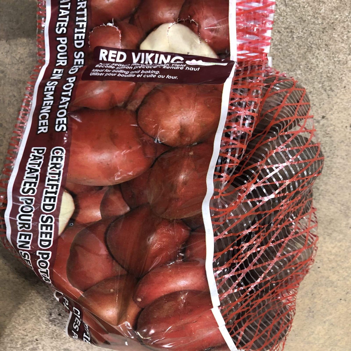 Spring Bulbs - Seed Potatoes Red Viking-Florissa
