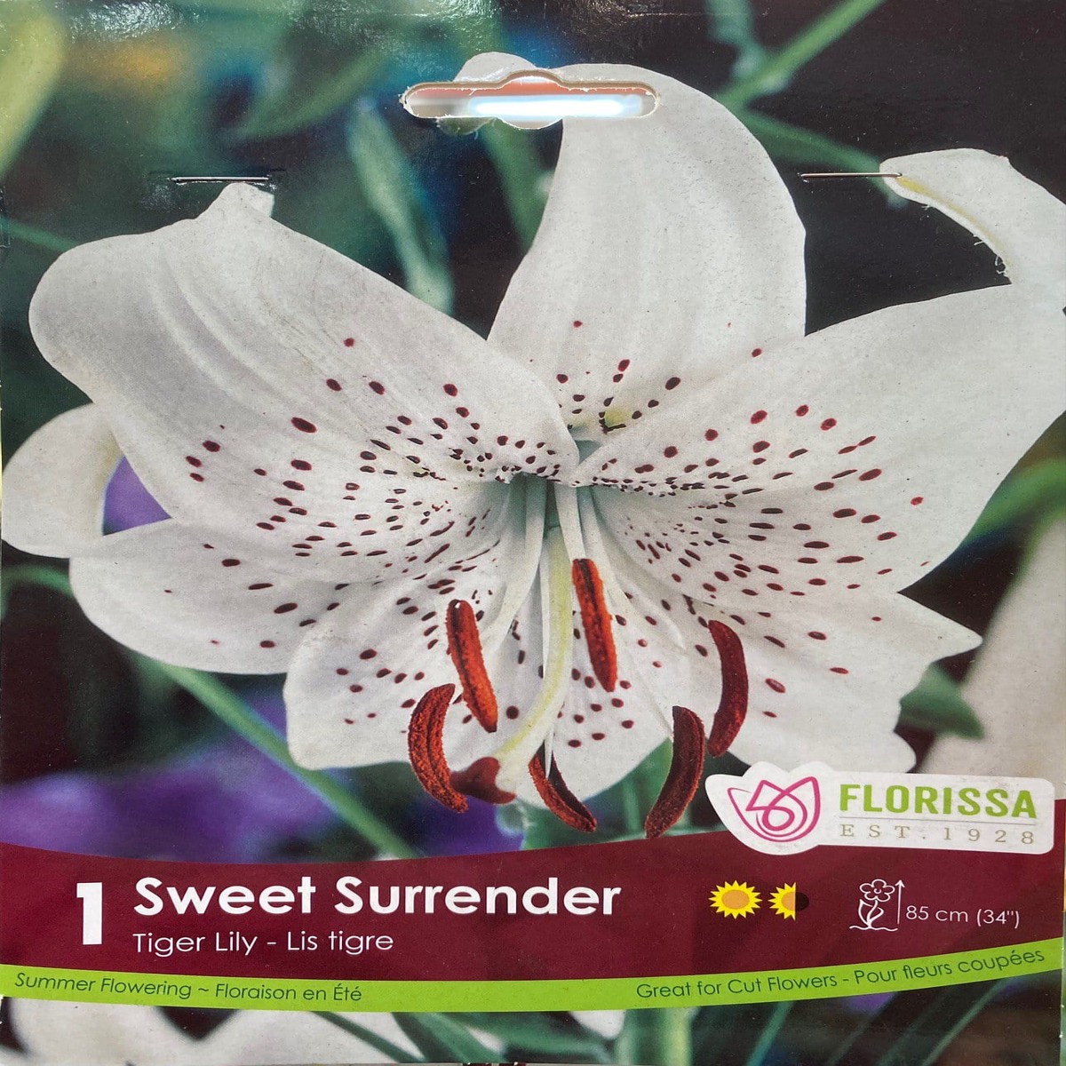 Spring Bulbs - Sweet Surrender Tiger Lily-Florissa