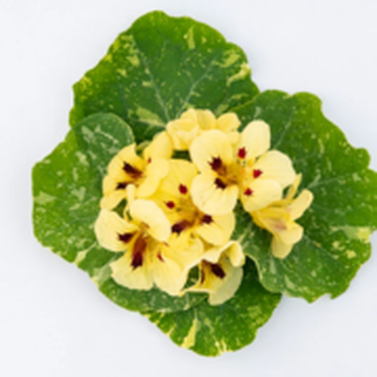 Troika Cream Nasturtium West Coast Seeds