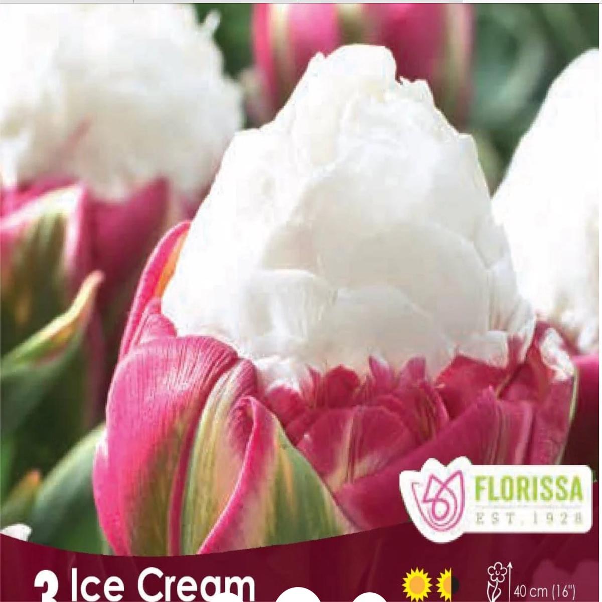 Tulip Ice Cream