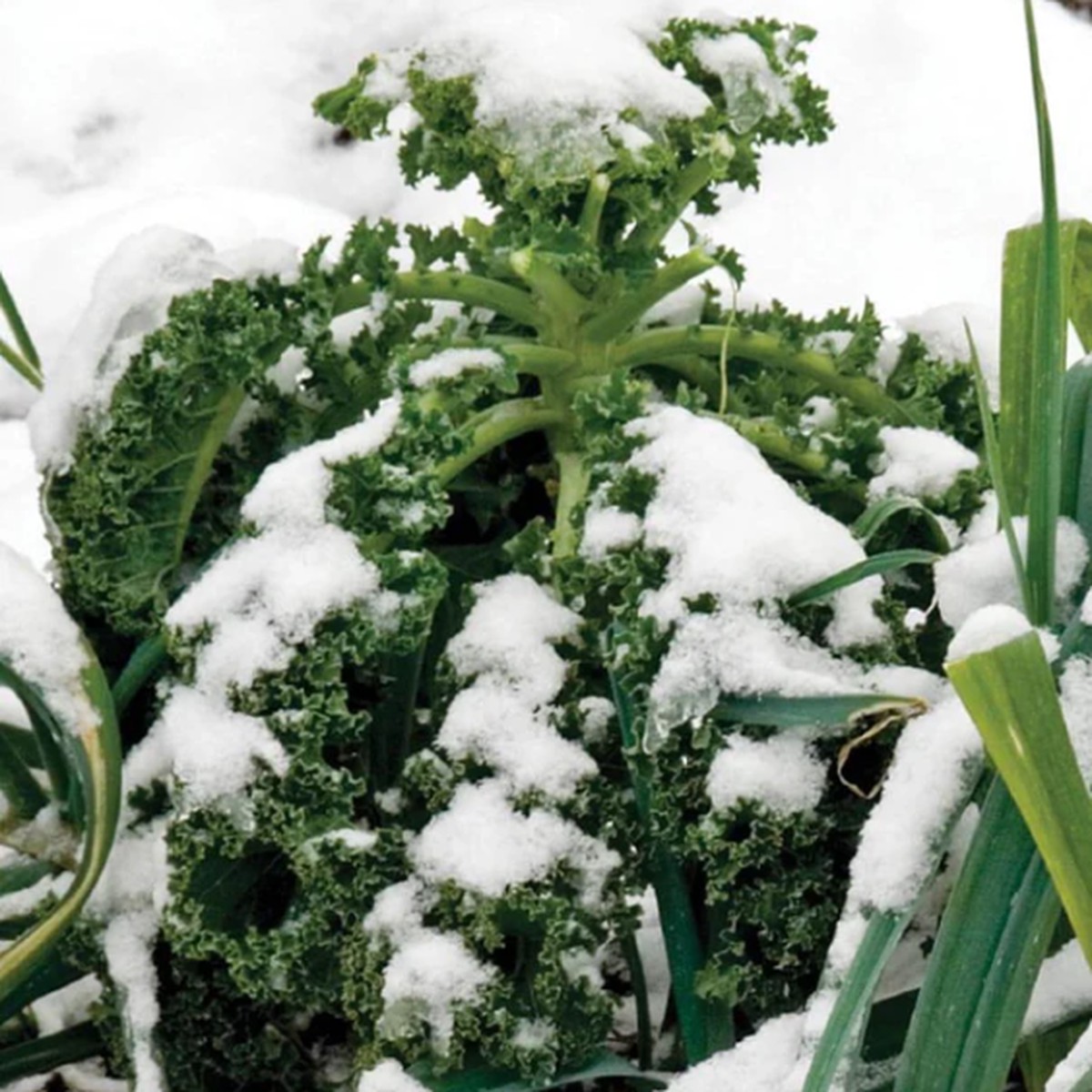 Winter Blend Kale West Coast Seeds