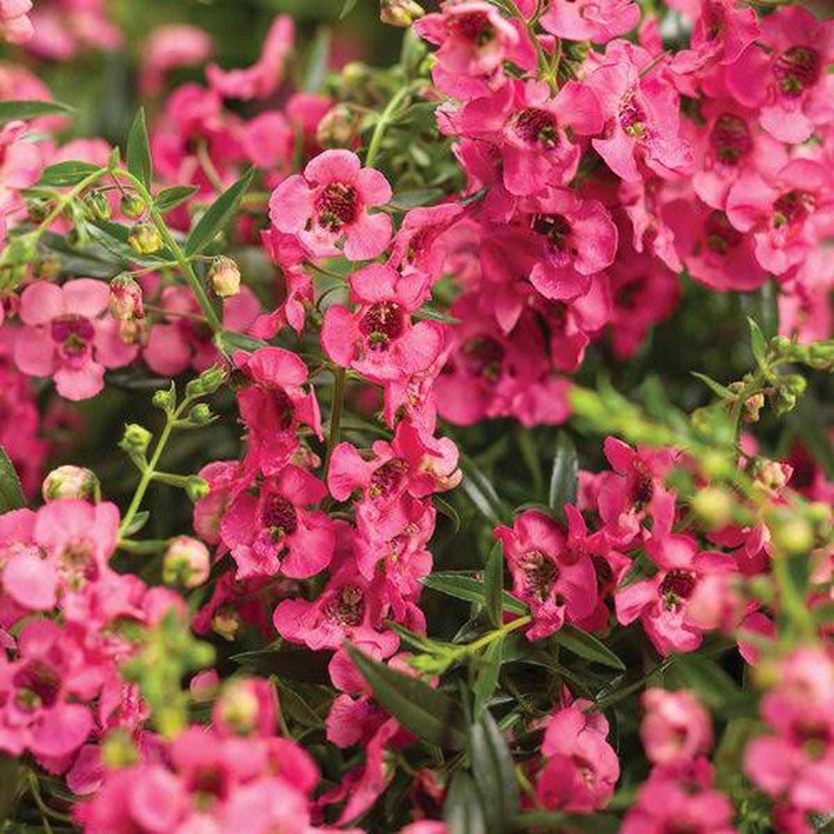200 Watermelon Snapdragon Seeds Flower Perennial Flowers Seed US SELLER 1274