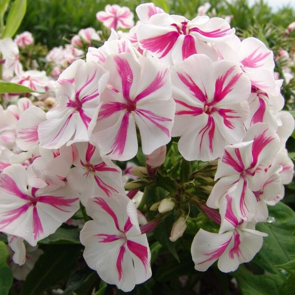 50 Twister Phlox Seeds Flower Perennial Seed Flowers Butterfly 1290 US SELLER