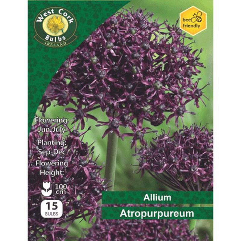 Allium Atropurpureum 15 Bulbs