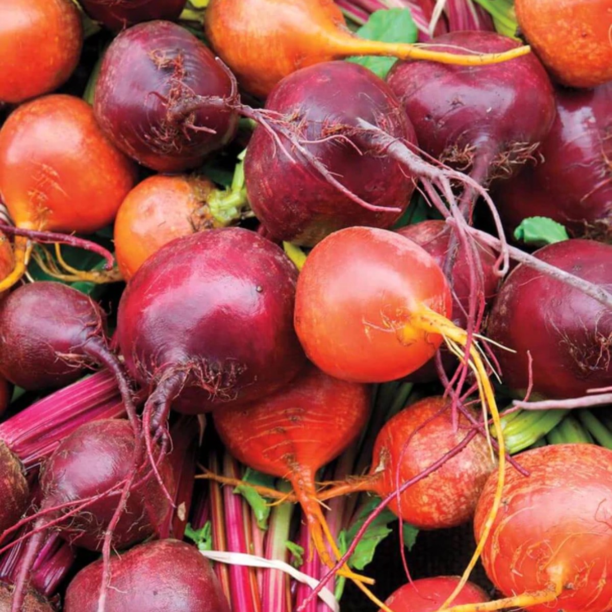 Beet Blend West Coast Seeds