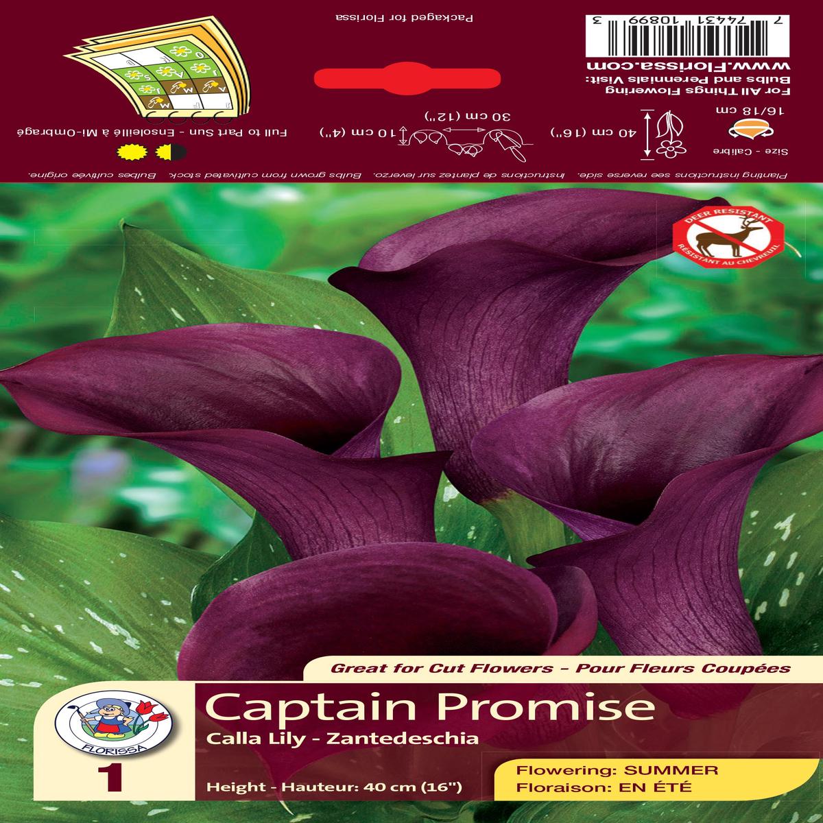 Calla Lily - Captain Promise