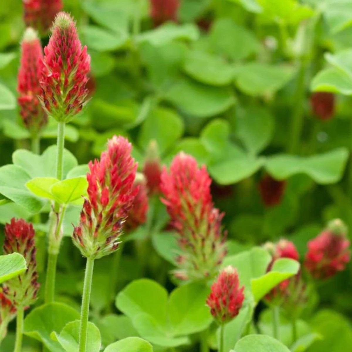 Crimson Clover Cover Crop Seeds