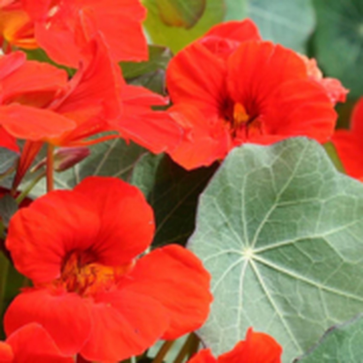 Empress of India Nasturtium West Coast Seeds