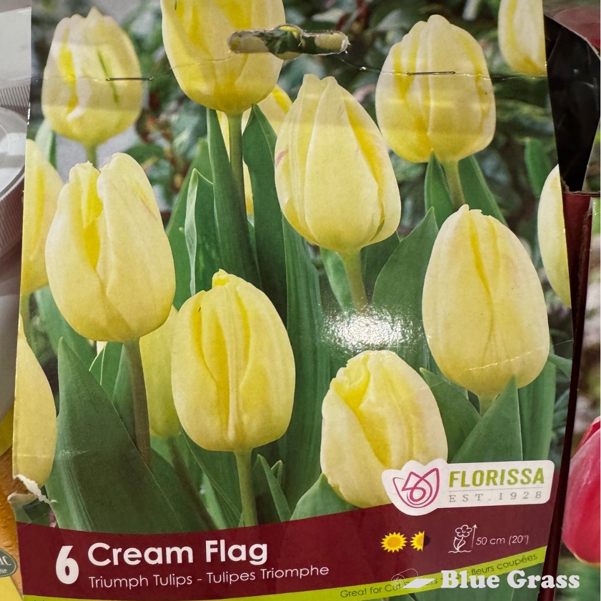 Fall Bulbs- Cream Flag Triumph Tulips - Florissa