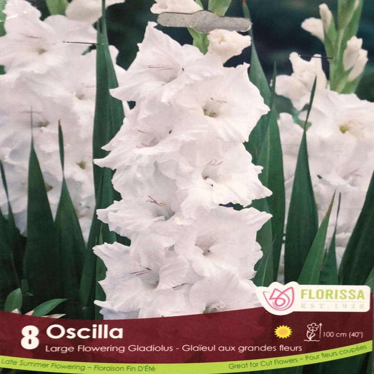 Glads - Oscilla