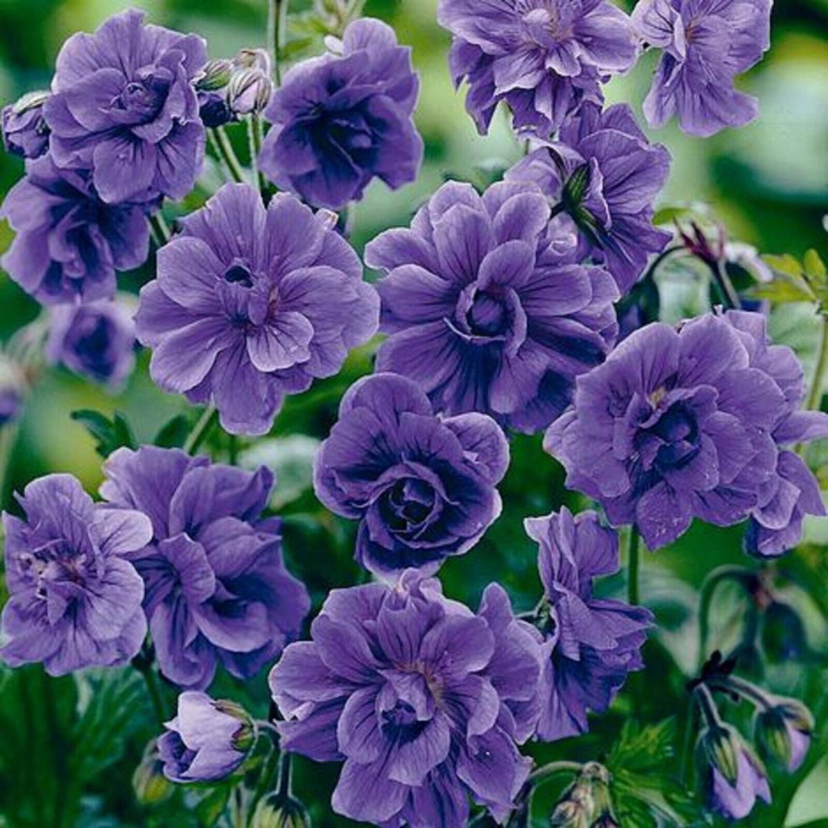 Green River 10 Double Purple Geranium Seeds - Decor Decoratives for Garden & Container Gardening & Balcony Decor - Long Blooming, Pollinator Friendly, Compact Growth, All Seasons