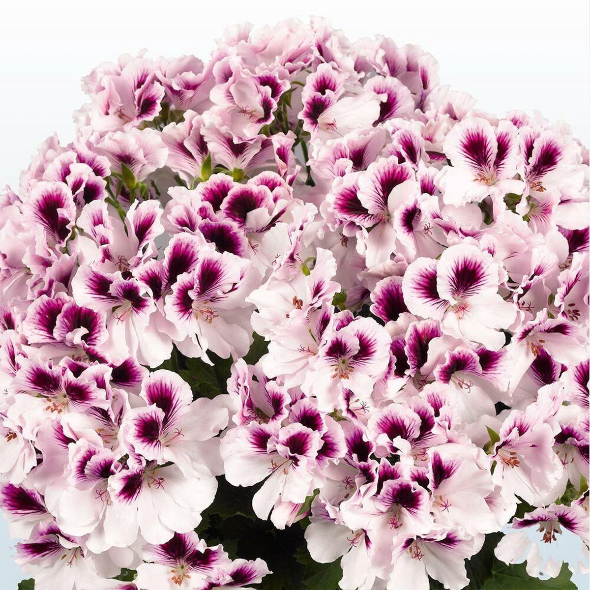 Green River 10 White Purple Geranium Seeds - Decor Decoratives for Garden & Container Gardening & Balcony Decor - Long Blooming, Pollinator Friendly, Compact Growth, All Seasons