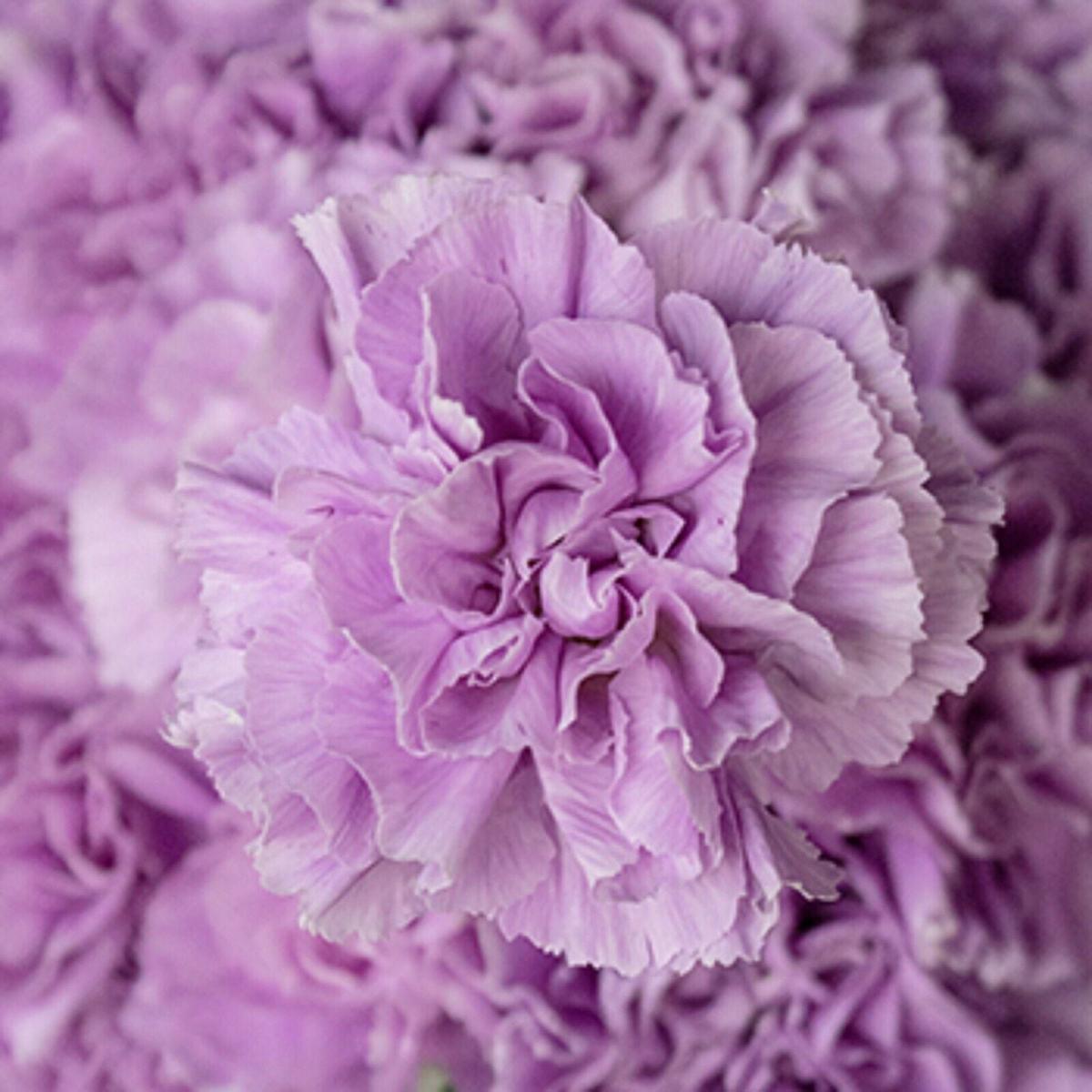 Green River 100 Lavender Carnation Seeds- Premium Flower Seeds for Planting Borders, Bouquets & Cottage Gardens | Ruffled Fragrant Carnation Flower Seeds | Fancy Carnation Seeds | Perennial Blooms for