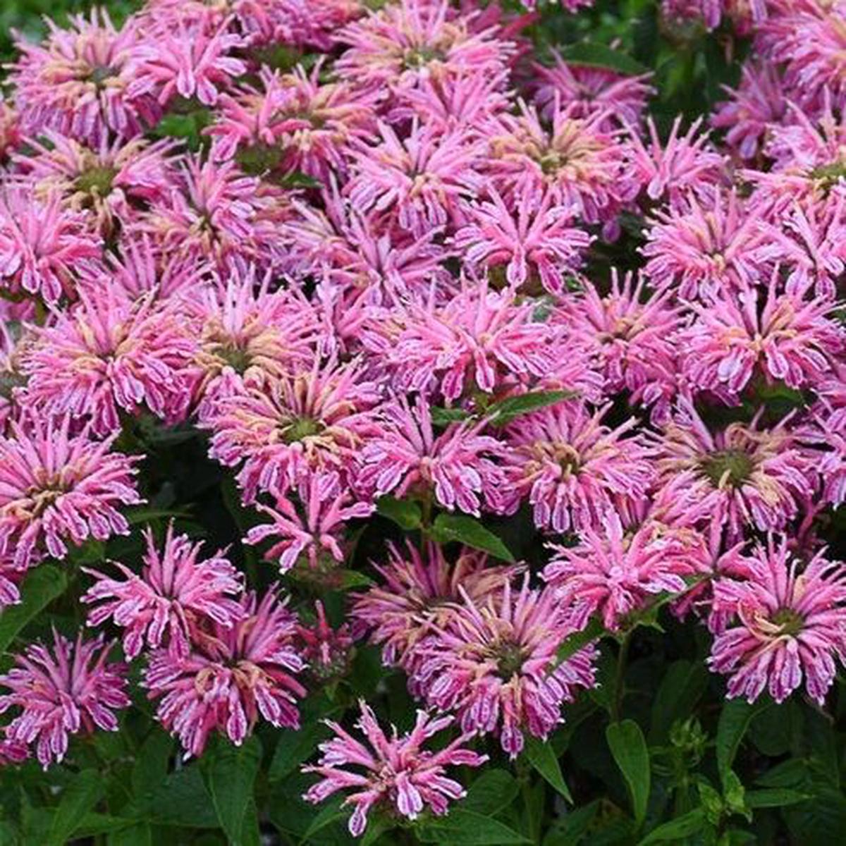 Green River 100 Pink Bee Balm Seeds Premium Perennial Flower Seeds for Pollinator Gardens & Cut Flowers Drought-Tolerant Deer Resistant Fragrant Purple Blooms Ideal for Outdoor G