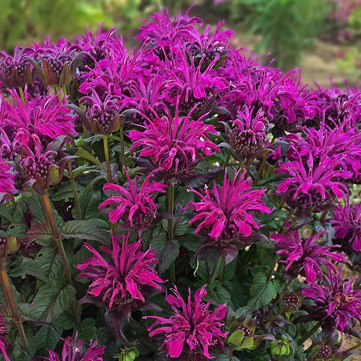 Green River 100 Wildberry Bee Balm Seeds Premium Perennial Flower Seeds for Pollinator Gardens & Cut Flowers Drought-Tolerant Deer Resistant Fragrant Purple Blooms Ideal for Outd