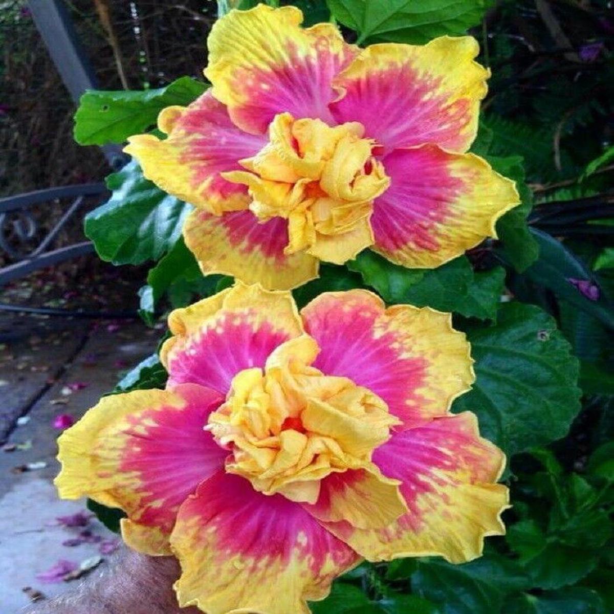 Green River 20 Double Pink Yellow Hibiscus Seeds - Premium Perennial Flower Seeds Pack for Tropical & Pollinator Gardens, Hardy Outdoor Seeds for Full Sun & Well-Drained Soil, Vibrant Garden Blooms At