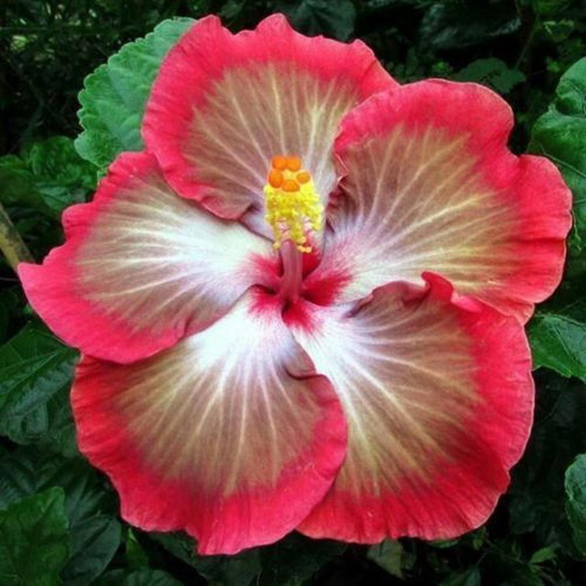 Green River 20 White Pink Red Hibiscus Seeds - Premium Perennial Flower Seeds Pack for Tropical & Pollinator Gardens, Hardy Outdoor Seeds for Full Sun & Well-Drained Soil, Vibran