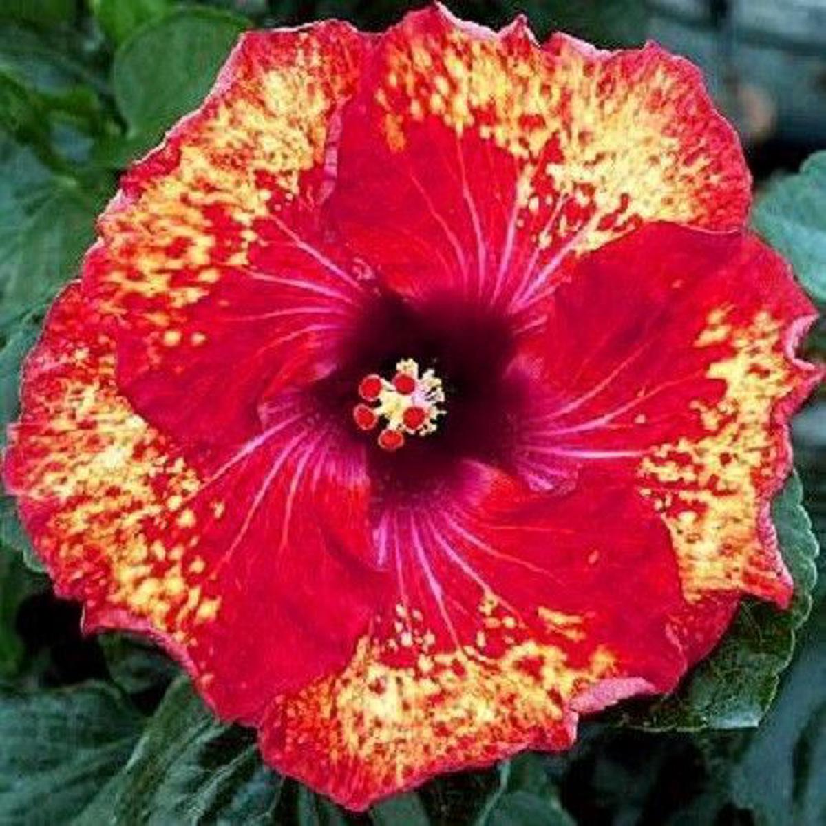 Green River 20 Yellow Red Hibiscus Seeds - Premium Perennial Flower Seeds Pack for Tropical & Pollinator Gardens, Hardy Outdoor Seeds for Full Sun & Well-Drained Soil, Vibrant Ga