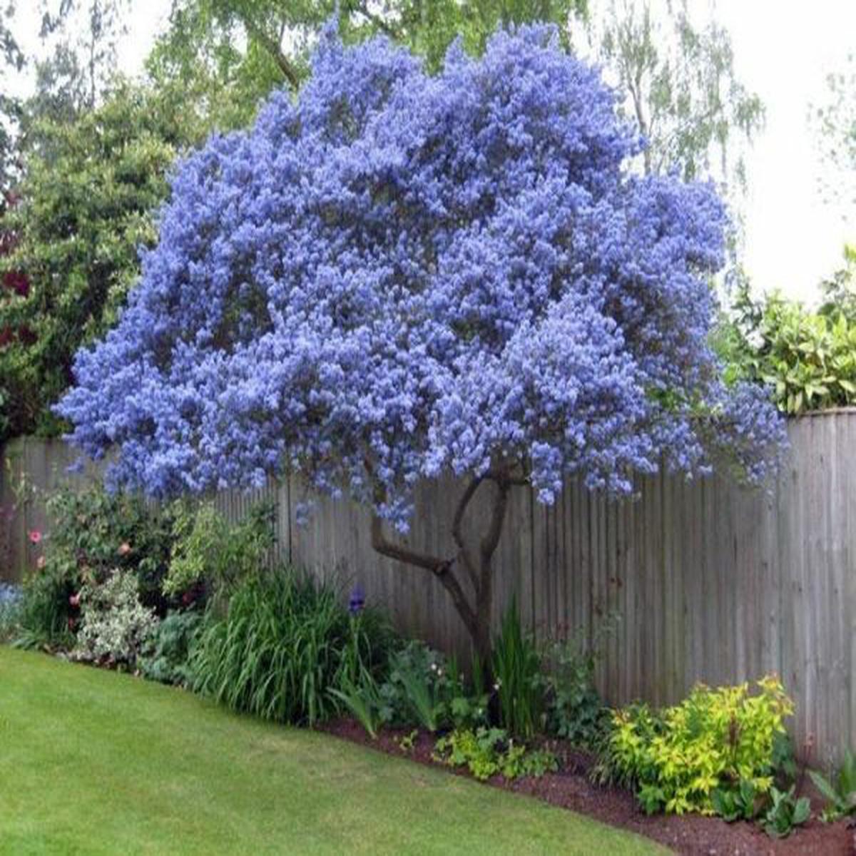 Green River 25 Creeping Mountain Lilac Seeds - Fragrant Spring Bloomers for Garden & Decor Decoratives - Premium Seeds, Heirloom Variety for Pollinator Gardens