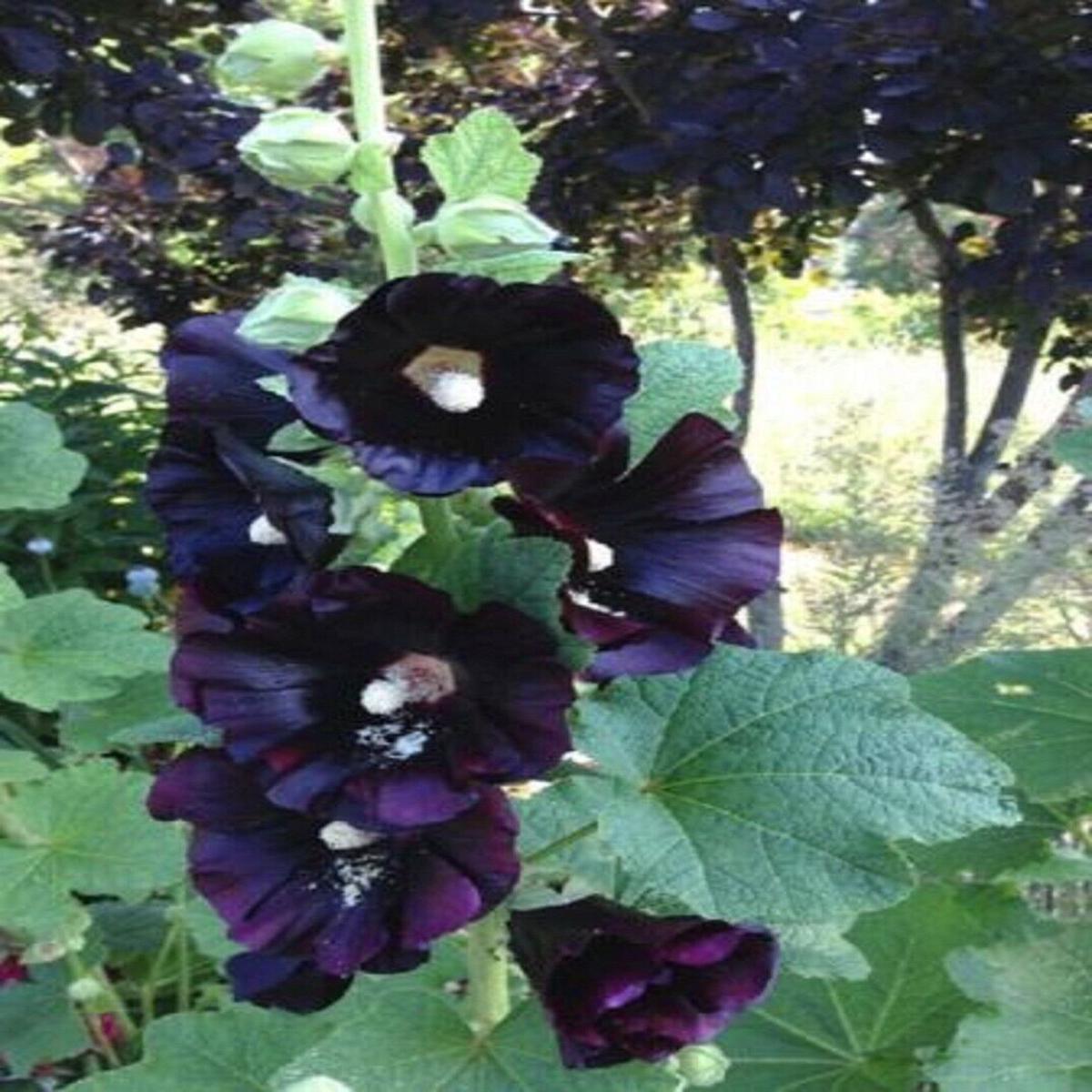 Green River 25 Dark Black Purple Hollyhock Seeds - Flower Seed Pack, Tall Perennial Blooms, Cottage Garden Plants for Borders, Premium Seeds for Planting, Pollinator Friendly Flo