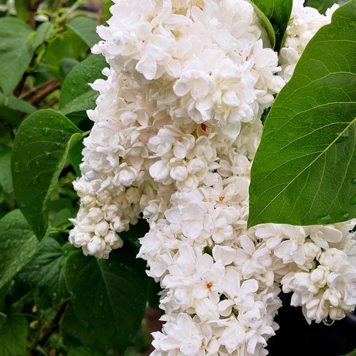 Green River 25 Fiala Lilac Seeds - Fragrant Spring Bloomers for Garden & Decor Decoratives - Premium Seeds, Heirloom Variety for Pollinator Gardens