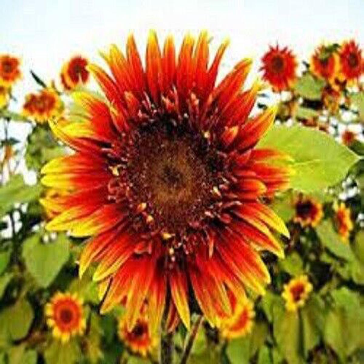 Green River 25 Joker Sunflower Seeds - Perennial Flower Seed Pack, Deep Red Blooms for Pollinator Gardens, Easy to Grow, Non-GMO for Outdoor Planting, Premium Heirloom Seeds