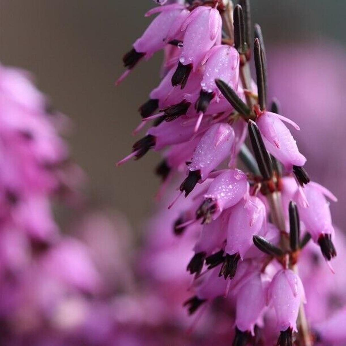 Green River 25 Purple Blac Bleeding Heart Seeds Premium Flower Seeds for Shade Gardens & Containers Climbing Perennial Heart Seed Flowers Butterfly Friendly Low Maintenance