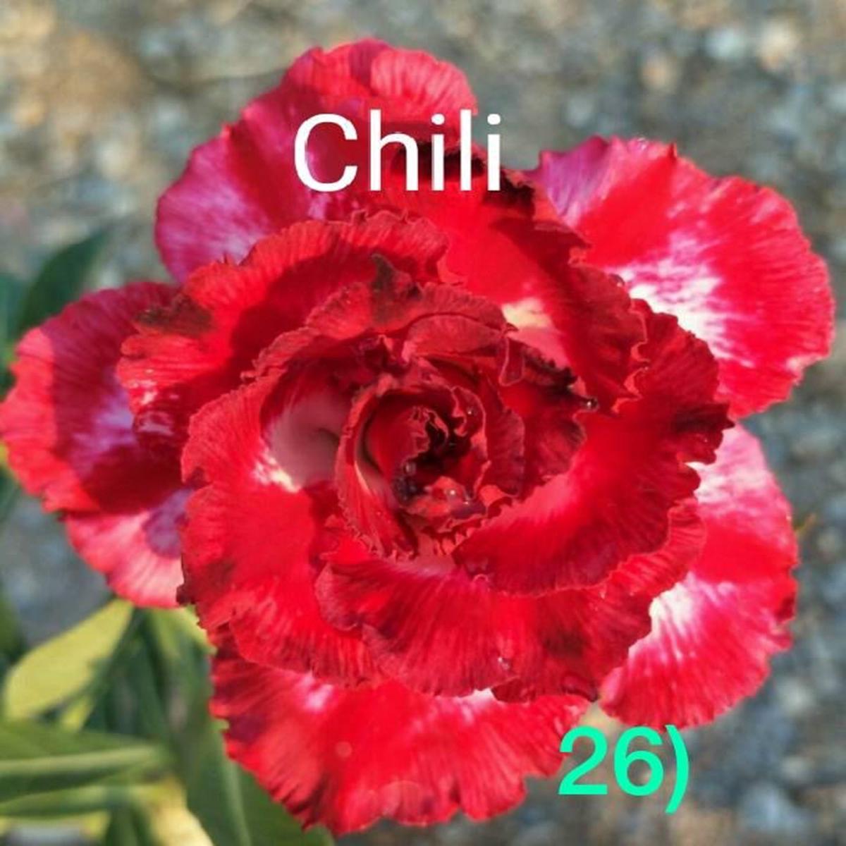 Green River 4 Chili Desert Rose Seeds - Premium Exotic Succulent Flower Seeds for Indoor Pots Bonsai & Tropical Decor Drought-Tolerant, Easy to Grow Unique Trunk, Premium Seed Pa